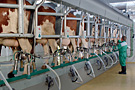 Herringbone Parlour - Magnum 40 - click for large image -