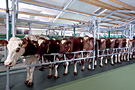 Herringbone Parlour - Euroclass 800/850 - click for large image -