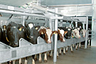 Herringbone Parlour - Global45 - click for large image -