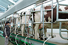 Herringbone Parlour - Global 45 - click for large image -