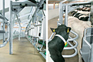 Herringbone Parlour - Euroclass 800 RE - click for large image -